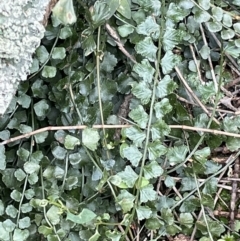 Asplenium flabellifolium (Necklace Fern) at Majura, ACT - 31 Aug 2021 by JaneR