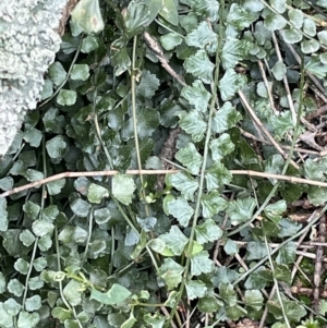 Asplenium flabellifolium at Majura, ACT - 31 Aug 2021