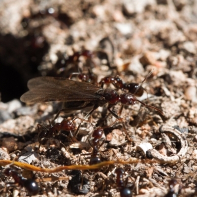 Papyrius sp. (genus) (A Coconut Ant) at Wanniassa Hill - 22 Aug 2021 by RAllen