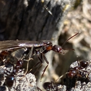 Papyrius sp. (genus) at Macarthur, ACT - suppressed