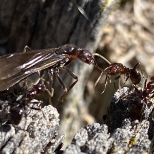 Papyrius sp. (genus) at Macarthur, ACT - suppressed