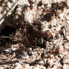 Papyrius sp. (genus) at Macarthur, ACT - suppressed