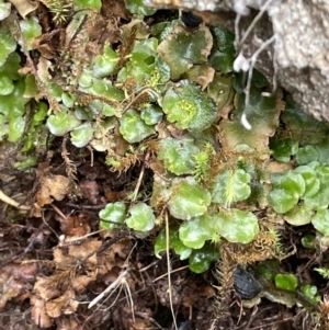 Lunularia cruciata at Majura, ACT - 31 Aug 2021 03:36 PM