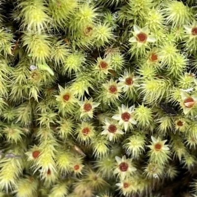 Bartramiaceae at Mount Majura - 31 Aug 2021 by JaneR