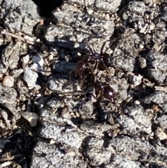 Papyrius sp. (genus) (A Coconut Ant) at Macarthur, ACT - 22 Aug 2021 by RAllen