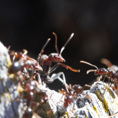 Papyrius sp (undescribed) (Hairy Coconut Ant) at Macarthur, ACT - 22 Aug 2021 by RAllen