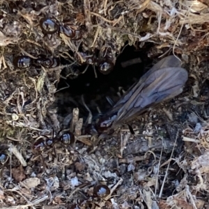 Papyrius sp (undescribed) at Macarthur, ACT - 22 Aug 2021