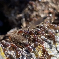 Papyrius sp (undescribed) at Macarthur, ACT - suppressed