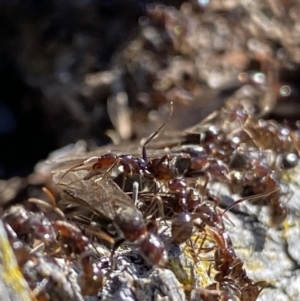 Papyrius sp (undescribed) at Macarthur, ACT - 22 Aug 2021