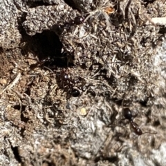 Papyrius sp. (genus) (A Coconut Ant) at Wanniassa Hill - 22 Aug 2021 by RAllen