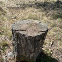 Papyrius sp. (genus) at Macarthur, ACT - suppressed