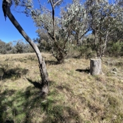 Papyrius sp. (genus) at Macarthur, ACT - suppressed