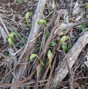 Pterostylis nutans at Big Springs, NSW - suppressed