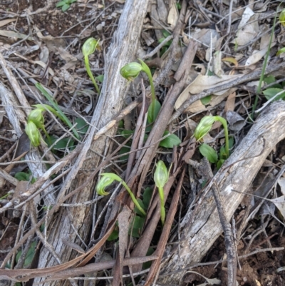 Pterostylis nutans (Nodding Greenhood) at Big Springs, NSW - 18 Aug 2020 by Darcy
