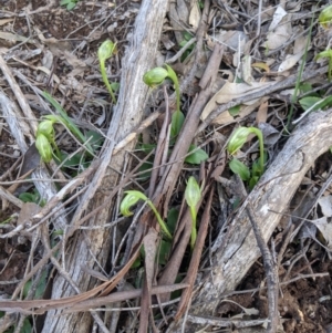Pterostylis nutans at Big Springs, NSW - 18 Aug 2020
