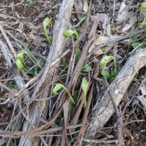 Pterostylis nutans at Big Springs, NSW - suppressed