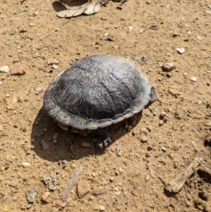 Chelodina longicollis at Pulletop, NSW - 18 Aug 2020 12:56 PM