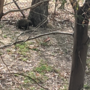 Tachyglossus aculeatus at Seymour, VIC - 8 Jan 2020