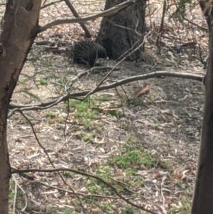 Tachyglossus aculeatus at Seymour, VIC - 8 Jan 2020