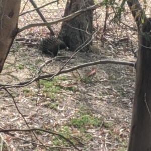 Tachyglossus aculeatus at Seymour, VIC - 8 Jan 2020