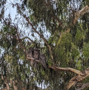 Podargus strigoides at Heathcote, VIC - 13 Jan 2020 12:25 PM