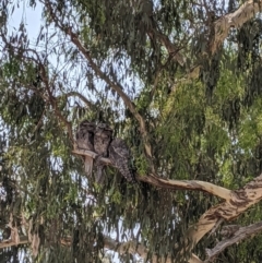 Podargus strigoides at Heathcote, VIC - 13 Jan 2020 12:25 PM