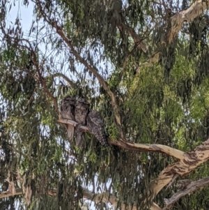 Podargus strigoides at Heathcote, VIC - 13 Jan 2020 12:25 PM