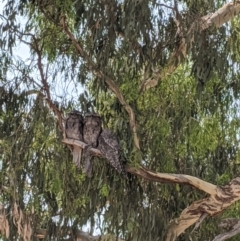 Podargus strigoides at Heathcote, VIC - 13 Jan 2020 12:25 PM