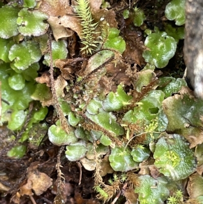 Lunularia cruciata (A thallose liverwort) at Mount Majura - 31 Aug 2021 by JaneR