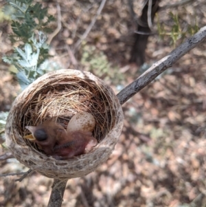 Rhipidura albiscapa at Heathcote, VIC - 15 Jan 2020