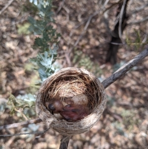 Rhipidura albiscapa at Heathcote, VIC - 15 Jan 2020