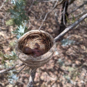 Rhipidura albiscapa at Heathcote, VIC - 15 Jan 2020