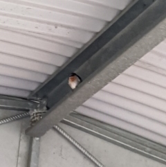 Hirundo neoxena (Welcome Swallow) at Heathcote, VIC - 15 Jan 2020 by Darcy