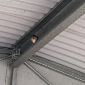 Hirundo neoxena at Heathcote, VIC - 15 Jan 2020