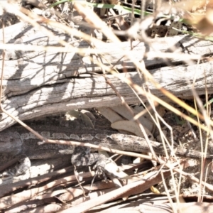 Amphibolurus muricatus at Tuggeranong DC, ACT - 22 Aug 2021 02:00 PM