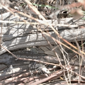 Amphibolurus muricatus at Tuggeranong DC, ACT - 22 Aug 2021 02:00 PM