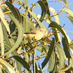 Smicrornis brevirostris at Throsby, ACT - 31 Aug 2021