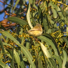 Smicrornis brevirostris at Throsby, ACT - 31 Aug 2021 08:56 AM