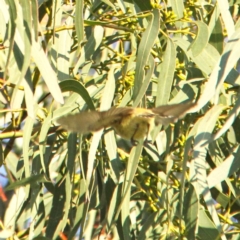 Smicrornis brevirostris at Throsby, ACT - 31 Aug 2021 08:56 AM