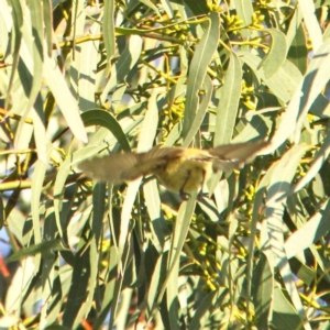 Smicrornis brevirostris at Throsby, ACT - 31 Aug 2021