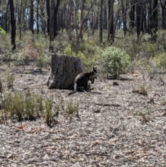 Wallabia bicolor (Swamp Wallaby) at Whroo, VIC - 22 Jan 2020 by Darcy