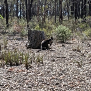 Wallabia bicolor at Whroo, VIC - 22 Jan 2020