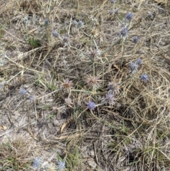 Eryngium ovinum (Blue Devil) at Nagambie, VIC - 24 Jan 2020 by Darcy