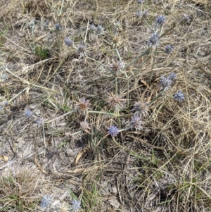 Eryngium ovinum at Nagambie, VIC - 24 Jan 2020