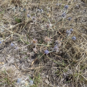 Eryngium ovinum at Nagambie, VIC - 24 Jan 2020