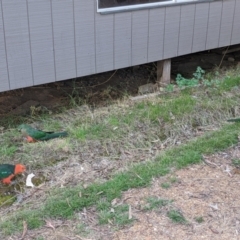 Alisterus scapularis (Australian King-Parrot) at Mirimbah, VIC - 31 Jan 2020 by Darcy