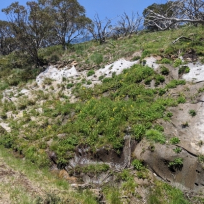 Erythranthe moschata (Musk) at Mount Buller, VIC - 19 Dec 2019 by Darcy