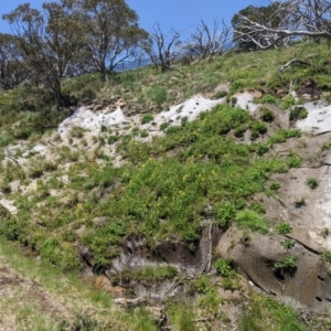 Erythranthe moschata at Mount Buller, VIC - 19 Dec 2019