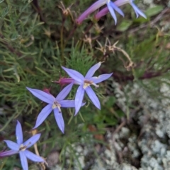 Isotoma axillaris (Australian Harebell, Showy Isotome) at Terrick Terrick, VIC - 27 Jun 2020 by Darcy