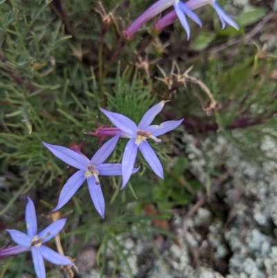 Isotoma axillaris (Australian Harebell, Showy Isotome) at Terrick Terrick National Park - 27 Jun 2020 by Darcy